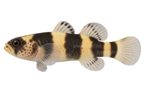 Freshwater bumblebee goby left-facing adult AI illustration, sex unspecified