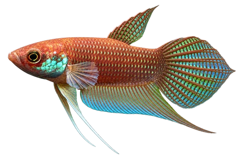Betta raja完整左向侧面AI示意图