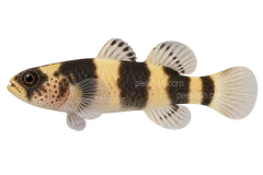Freshwater bumblebee goby left-facing adult AI illustration, sex unspecified