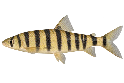 Banded leporinus — left-facing natural adult, AI-generated illustration