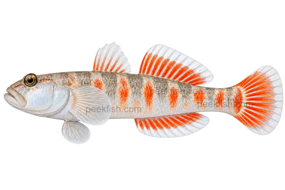 Zhou’s scarlet goby adult male in left-facing side view; AI-generated illustration
