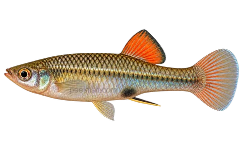 Left-facing adult male Brachyrhaphis roseni AI illustration with orange dorsal, dark scale edges and narrow two-tone gonopodium.