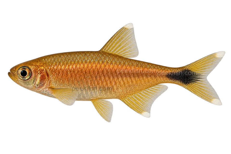 Silvertip tetra — AI-generated side-view illustration