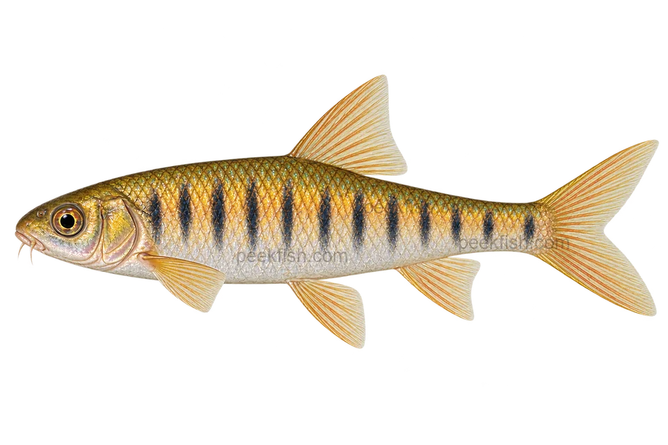 African Banded Barb natural adult facing left, AI-generated illustration