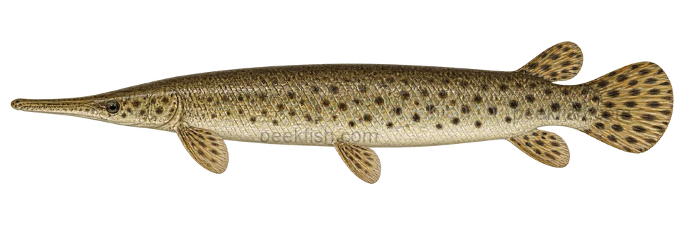 Florida gar, adult natural-colour left-facing AI illustration