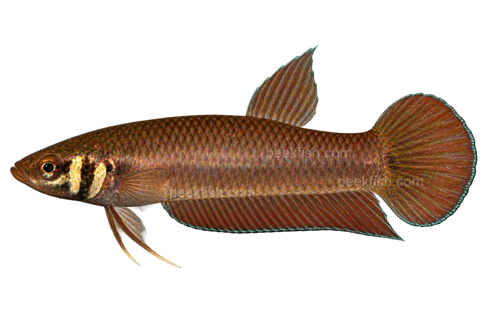AI illustration of Betta mandor, complete left-facing side view