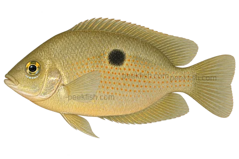 Pseudetroplus maculatus 成体朝左透明侧面示意图