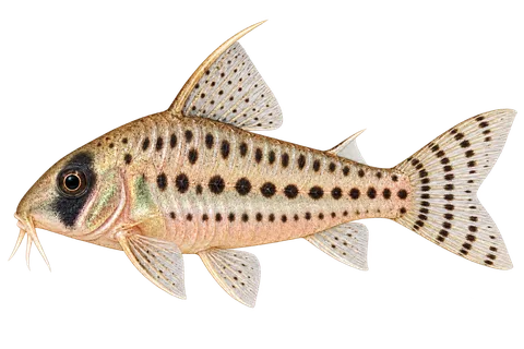 Hoplisoma schwartzi完整左向侧面AI示意图
