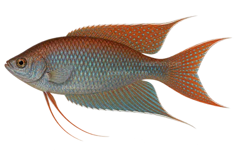 AI illustration of Macropodus erythropterus, complete left-facing side view