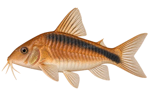 AI illustration of Osteogaster rabauti, complete left-facing side view