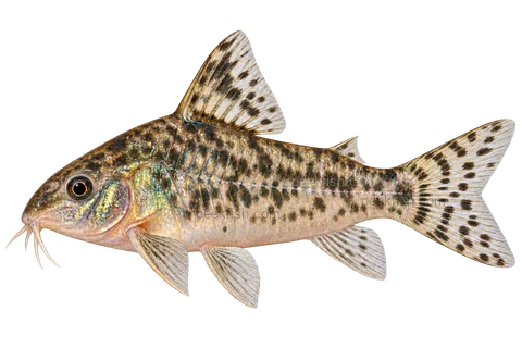 Peppered Cory — AI-generated left-facing illustration