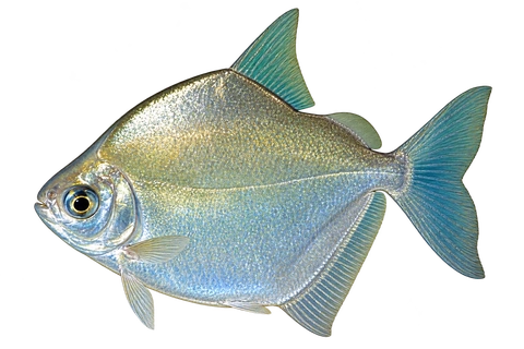 Metynnis argenteus 成体代表外观，朝左透明侧面AI示意图，非实拍。