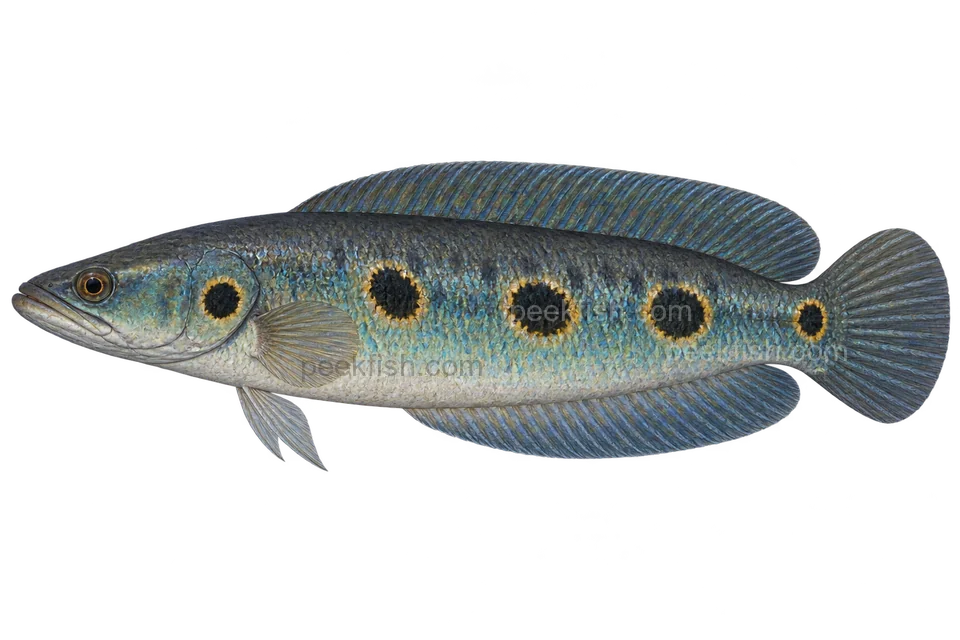 Ocellated snakehead — Natural adult, sex unspecified; blue-green colour, pale-rimmed dark ocelli, pelvic fins present; AI-generated illustration.