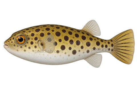 Spotted Congo puffer (Tetraodon schoutedeni), left-facing adult AI illustration