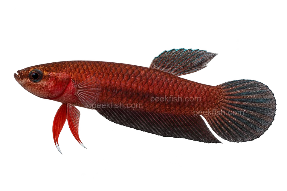 Betta miniopinna完整左向侧面AI示意图