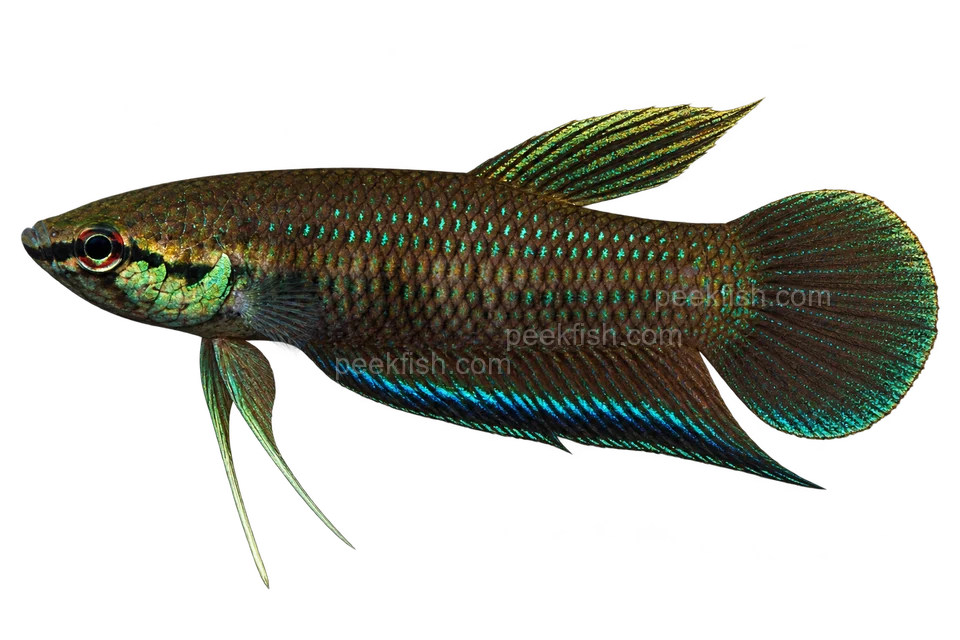 AI illustration of Betta krataios, complete left-facing side view