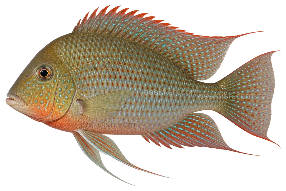 Altifrons eartheater, natural-colour normal-fin adult, sex and locality unspecified, left-facing AI illustration