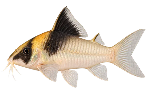Hoplisoma burgessi完整左向侧面AI示意图