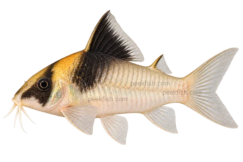 AI illustration of Hoplisoma burgessi, complete left-facing side view