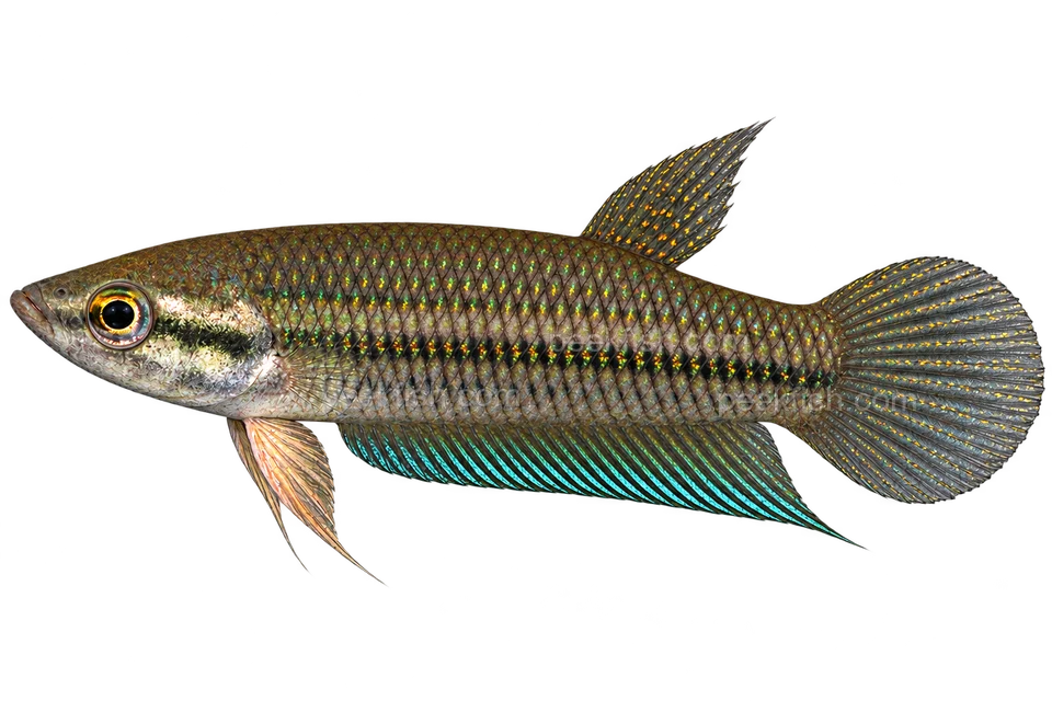 Betta pallida完整左向侧面AI示意图