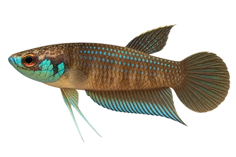 Betta kuehnei完整左向侧面AI示意图
