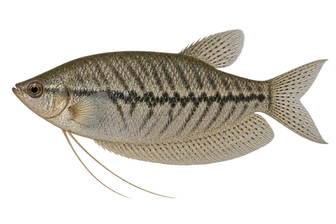 蛇皮丝足鲈 (Trichopodus pectoralis) AI示意图