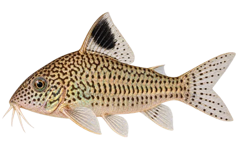 AI illustration of Brochis reticulata, complete left-facing side view