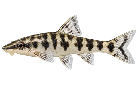 斑马小精灵 (Otocinclus cocama) AI示意图