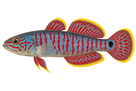 Peacock gudgeon adult male in left-facing side view; AI-generated illustration