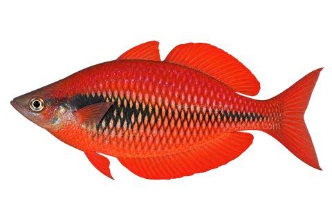 AI illustration of Melanotaenia parva, complete left-facing side view
