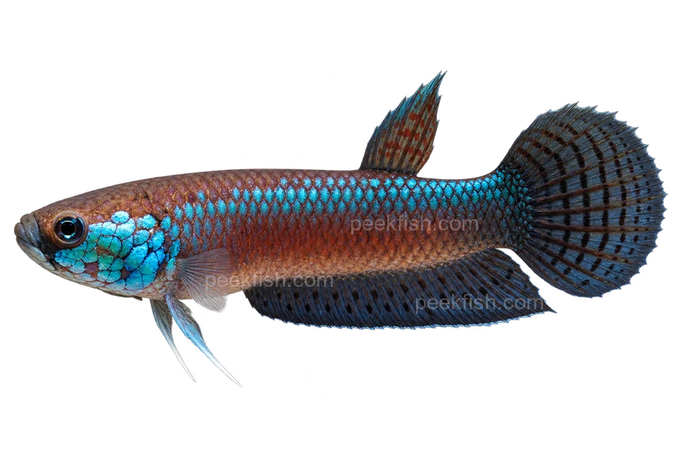 AI illustration of Betta unimaculata, complete left-facing side view