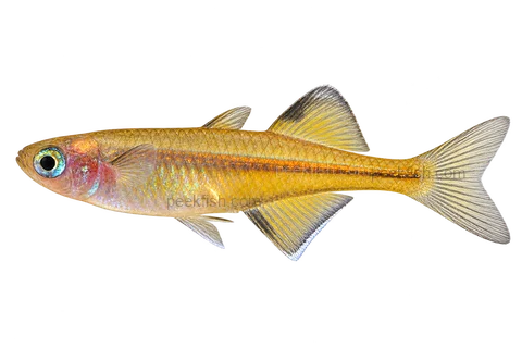 Pseudomugil signifer, natural-form representative in left-facing lateral AI illustration; not a photograph.