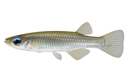Poropanchax normani, representative adult male AI side-view illustration facing left
