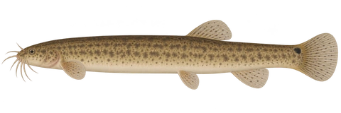 Misgurnus anguillicaudatus:自然色、左向侧面AI示意图,非实拍;表达代表成体外形,性别未指定,未作实物个体、精确阶段或专家鉴定。