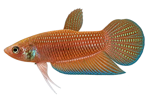 Betta apollon完整左向侧面AI示意图