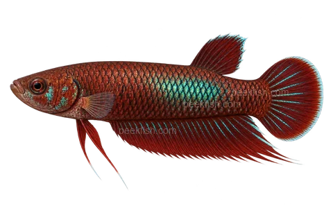 AI illustration of adult male Betta coccina, complete left-facing side view