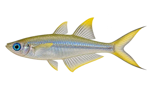 Pseudomugil furcatus (Pseudomugil furcatus) AI示意图