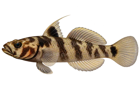 Lake Matano goby adult male in left-facing side view; AI-generated illustration
