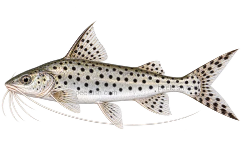 豹纹长须鲶(Pimelodus pictus)自然型成体左向侧面AI示意图