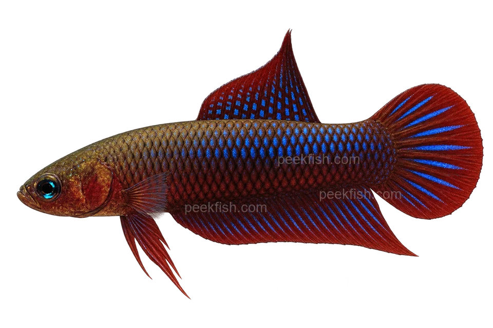 Betta uberis完整左向侧面AI示意图