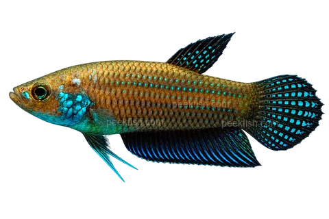 AI illustration of Betta stigmosa, complete left-facing side view