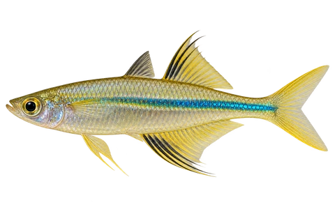 Marosatherina ladigesi 成体雄鱼完整左向侧面AI示意图