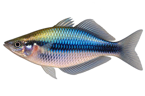 Melanotaenia synergos完整左向侧面AI示意图
