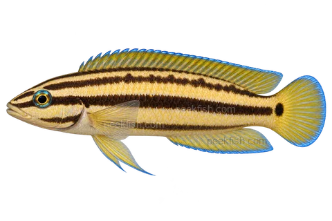 Julidochromis ornatus完整左向侧面AI示意图