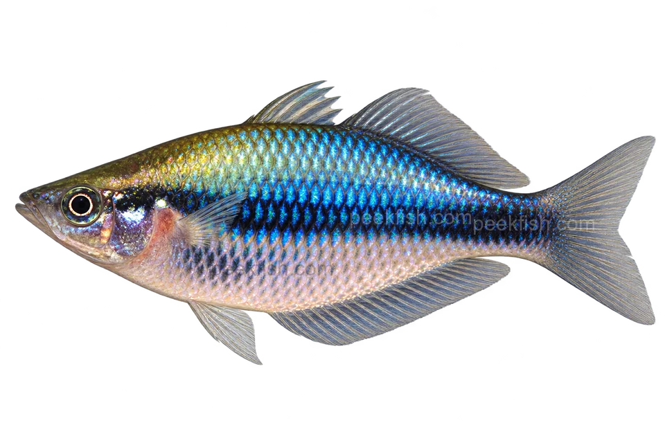 Melanotaenia synergos完整左向侧面AI示意图