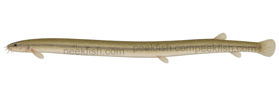 Pangio anguillaris; natural-colour representative adult-form intent, sex unspecified, left-facing lateral AI illustration, not a photograph; no specimen, exact-stage or expert identification is claimed.