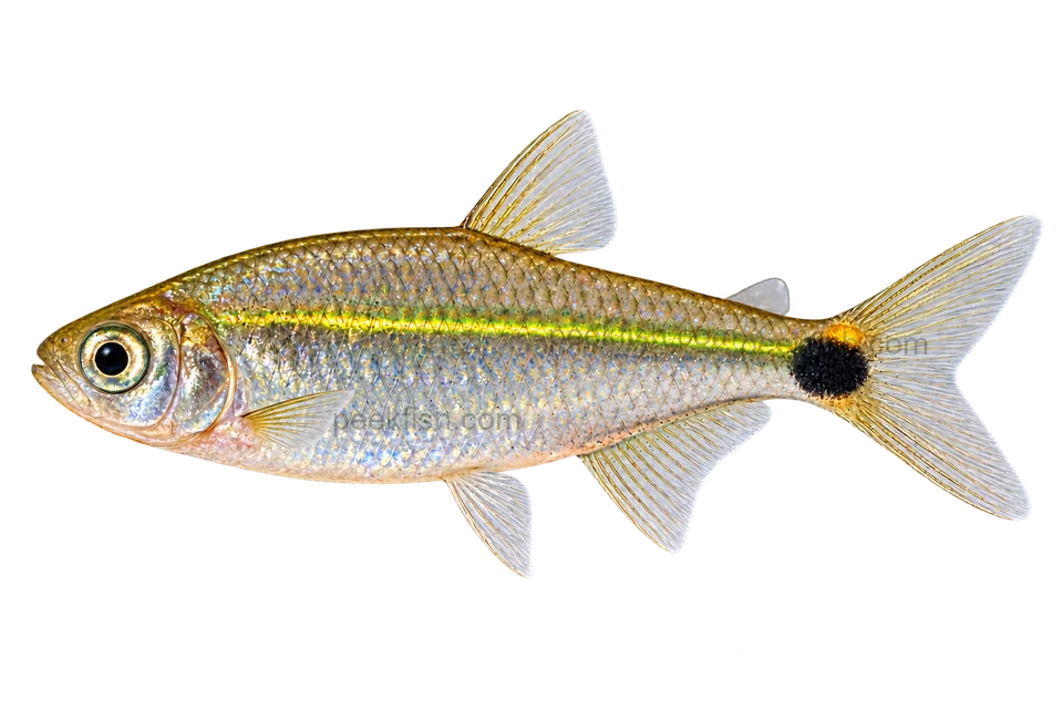 January tetra — AI-generated side-view illustration