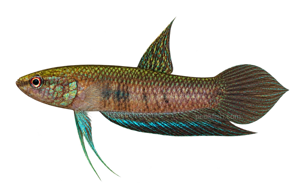 AI illustration of Betta dimidiata, complete left-facing side view