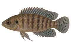 Blue badis — Natural-coloured adult male; AI-generated illustration