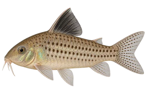 Hoplisoma brevirostre完整左向侧面AI示意图